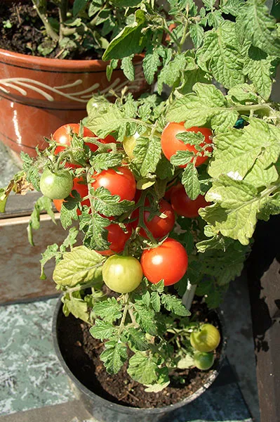 tomate în creștere cu balcon și descrierea soiurilor