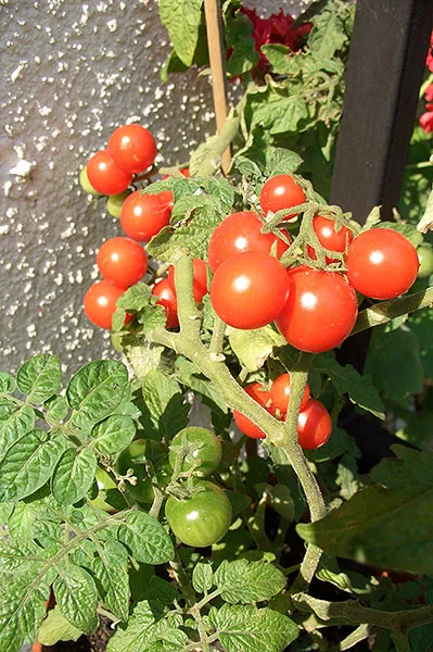 tomate în creștere cu balcon și descrierea soiurilor