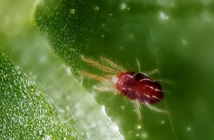 Vinete în seră ce cad florile se ofilesc, rândul său alb, frunze ondulată, foto, video