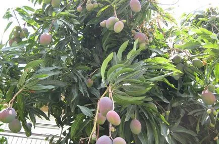 És tudod, hogy a mangó virágok - a legjobb trópusi gyümölcsök