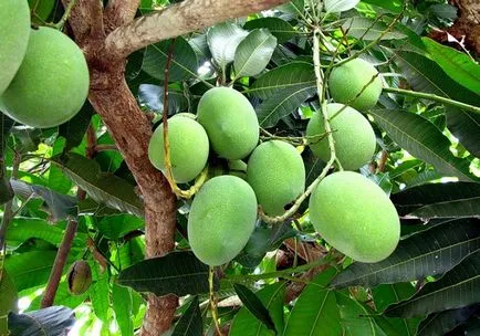 Și știi cum florile de mango - cele mai bune fructe tropicale