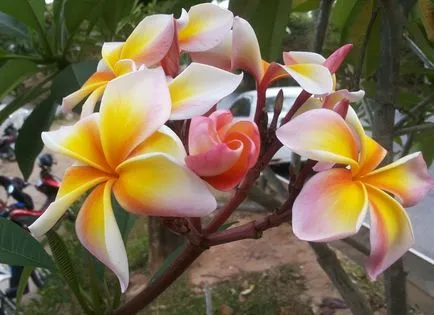 És tudod, hogy a mangó virágok - a legjobb trópusi gyümölcsök