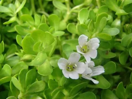 Bacopa ültetés, termesztés, megfelelő ellátás és szaporítása