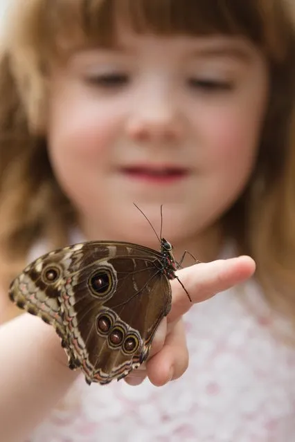 Batterflyarium на ENEA