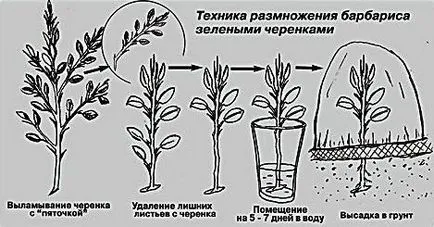 Берберис (58 снимки) засаждане и грижи в страната