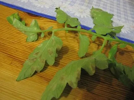 Whitefly в контрола на парникови вредители на домати и краставици