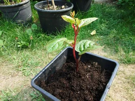 Bazella oaspeți străine în creștere din semințe, viță de vie fotografie, de plantare și îngrijire