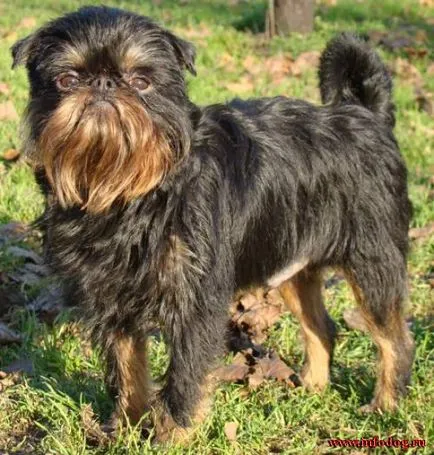 Belgiene fotografii câine Griffon, cumpărare video, preț