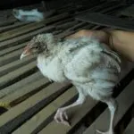 Заболявания на кокошките носачки в зимните и лечение съвети, фото и видео преглед