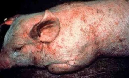 Simptomele bolii porcine, tratament, foto și video
