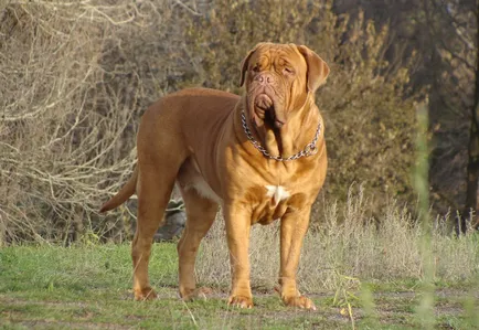 Dogue de Bordeaux (francia masztiff) fotók fajta karakter