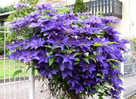 boli Clematis