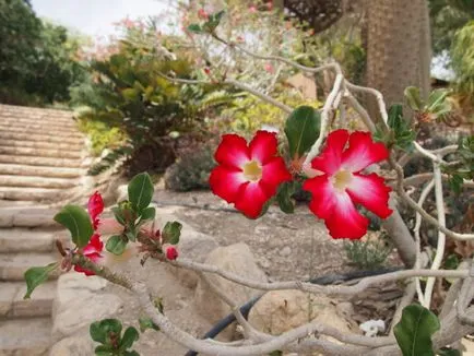 Boli Adenium de ce frunzele se ingalbenesc si uscat