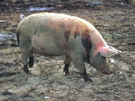 Simptomele bolii porcine, tratament, foto și video