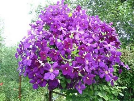 boli Clematis