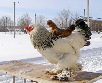 Boli ale găinilor ouătoare, în revizuirea sfaturi de iarnă și de tratament, foto și video