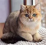 Британска късокосместа (котка) цена без родословие - Новини Онлайн