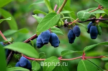 Értékes minőségi étkezési lonc, a mezőgazdasági és állattenyésztési, appyapm