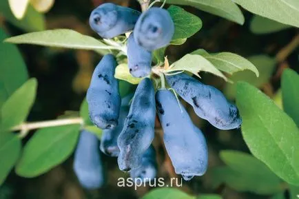 Értékes minőségi étkezési lonc, a mezőgazdasági és állattenyésztési, appyapm