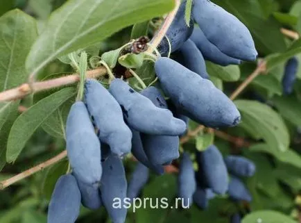 Értékes minőségi étkezési lonc, a mezőgazdasági és állattenyésztési, appyapm