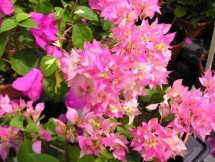 Bougainvillea - otthoni gondozást, tenyésztés, virágzás, transzplantáció, betegségek, fotó és videó