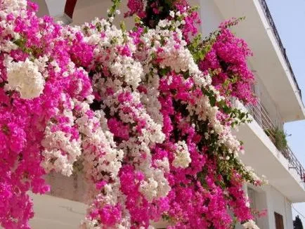 Bougainvillea - otthoni gondozást, tenyésztés, virágzás, transzplantáció, betegségek, fotó és videó