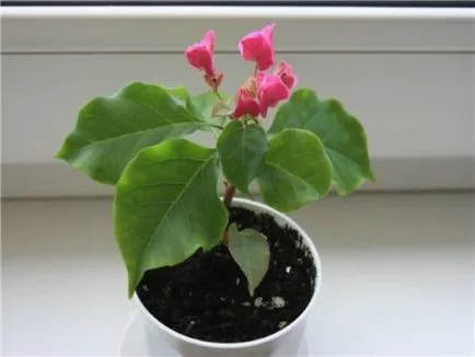 Bougainvillea - otthoni gondozást, tenyésztés, virágzás, transzplantáció, betegségek, fotó és videó