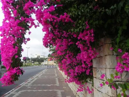 Bougainvillea otthoni gondozást, másolás, vágás, és más árnyalatok a fotó és videó