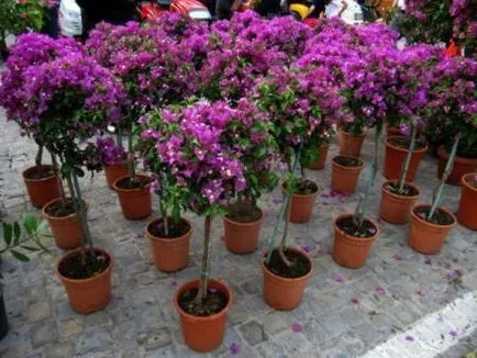 Bougainvillea - otthoni gondozást, tenyésztés, virágzás, transzplantáció, betegségek, fotó és videó