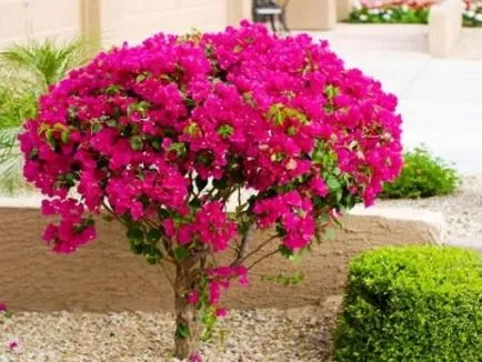 Bougainvillea - otthoni gondozást, tenyésztés, virágzás, transzplantáció, betegségek, fotó és videó