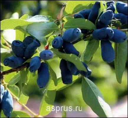 Értékes minőségi étkezési lonc, a mezőgazdasági és állattenyésztési, appyapm