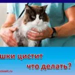 Than за лечение на рани при котките