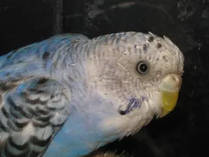 Какво да се хранят с вълнисто папагалче по време на сънна
