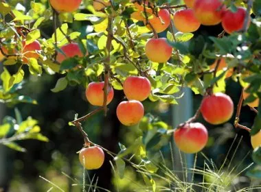 Ceea ce este lipsit de pomi fructiferi, grădinar (conac)