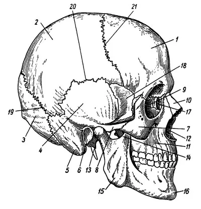 Череп - медицинската наука