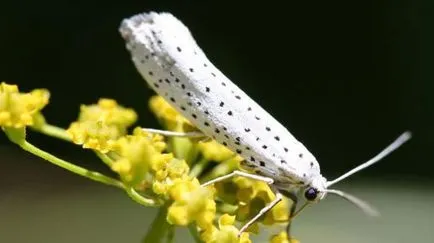 Cheremuhovo mol - dăunător periculos