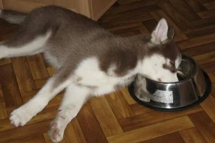 Ce și cum să se hrănească catelul Husky 1 1