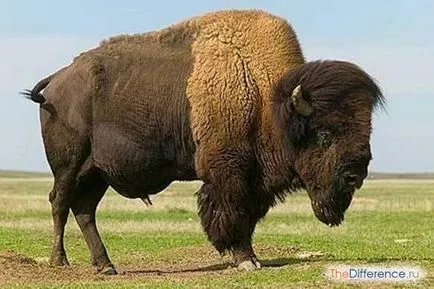 Ceea ce diferențiază Bison bison din diferența