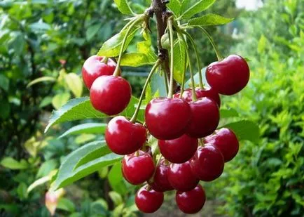 Cherry seacă, de ce, ce aflăm cauza și posibil