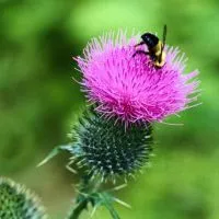 Thistle - mágikus tulajdonságokkal