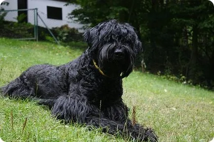 Black Dog Terrier rus sau Stalin