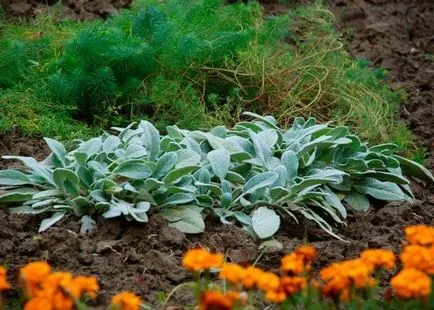 Stachys вълнист засаждане и грижи, които растат в открито поле, снимка в ландшафтен дизайн