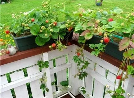 Какво да правя с мустаци, когато цъфти градина ягода - градината на плодове и зеленчуци