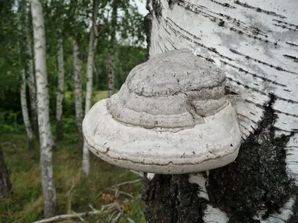 Mi a teendő, gombával Polypore Polypore hogyan kell főzni