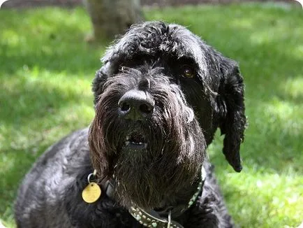 Черен руски териер куче или Сталин
