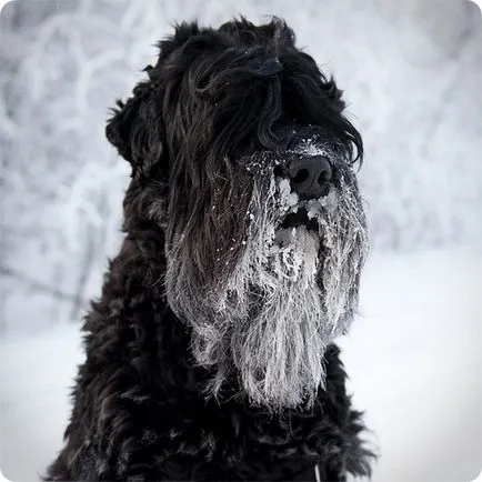 Черен руски териер куче или Сталин