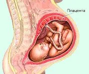 Ce este placenta?