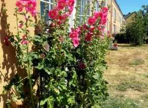 Mit kell tudni, ha ültetés hollyhocks szaktanácsadást