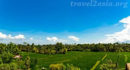 Amit látni Ubud legendás rizsföldek - travel2asia