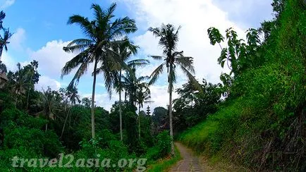 Amit látni Ubud legendás rizsföldek - travel2asia